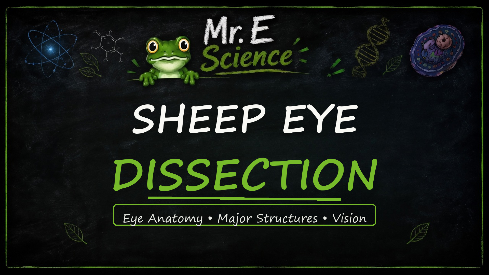 Sheep Eye Dissection